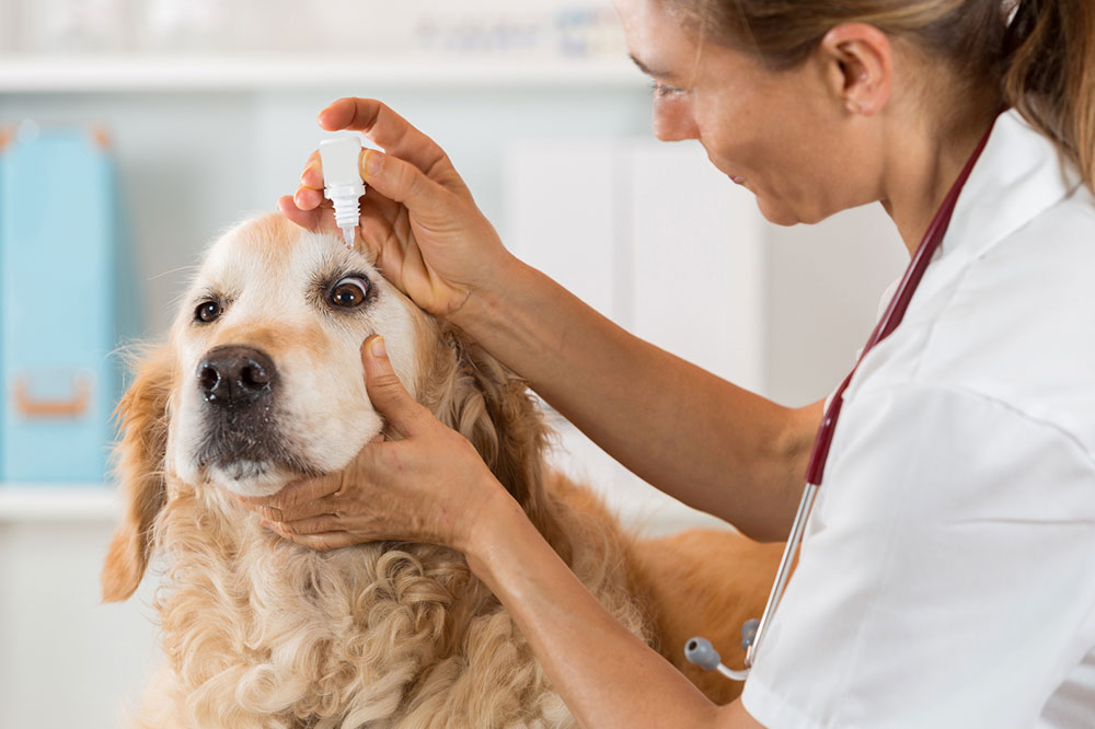 4 Common Signs That Indicate Food Allergies in Dogs