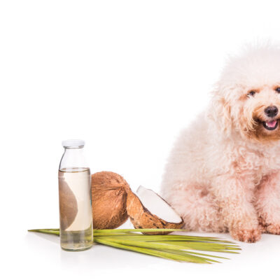 5 Safety Tips for Using Essential Oils Near Pets