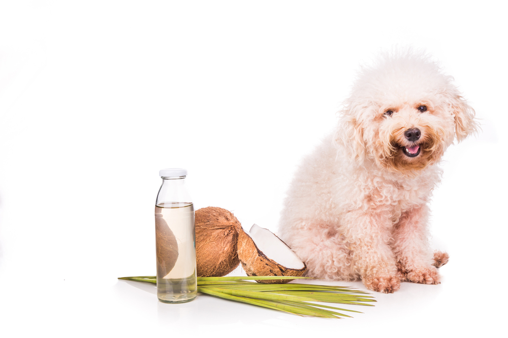 5 Safety Tips for Using Essential Oils Near Pets