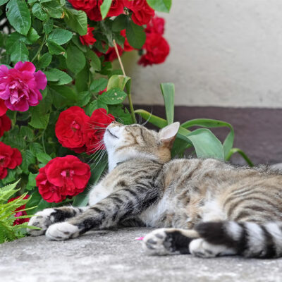 5 Plants That Are Toxic to Felines