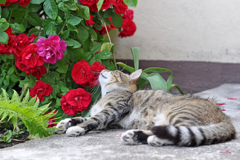 5 Plants That Are Toxic to Felines