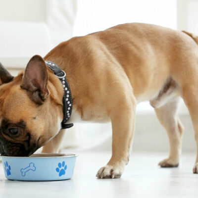 3 Nutritious Homemade Dog Food Recipes