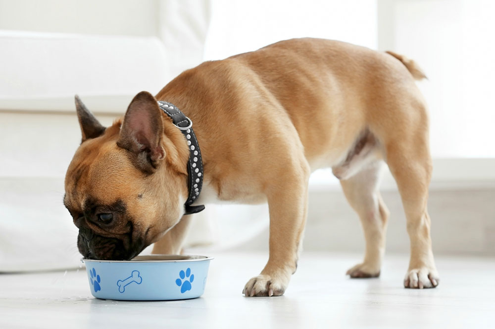 3 Nutritious Homemade Dog Food Recipes